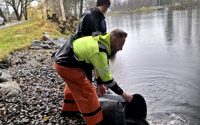 Pielisjoen kalastuksen syysrauhoitus päättyy
